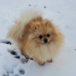 Pomeranian puppies for sale, Pomeranian puppies for sale near me, Pomeranian puppies near me, Pomeranian breeder, Pomeranian breeders near me, Pomeranian puppy for sale, cream Pomeranian puppy  for sale teacup Pomeranian for sale, Impressive Pomeranians 417-300-6532, Impressivepom.com , www.impressivepom.com , www.earsupacres.com,  #impressivepom  #earsupacres @impressivepom @earsupacres