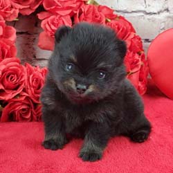 Pomeranian puppies for sale, Pomeranian puppies for sale near me, Pomeranian puppies near me, Pomeranian breeder, Pomeranian breeders near me, Pomeranian puppy for sale, cream Pomeranian puppy  for sale teacup Pomeranian for sale, Impressive Pomeranians 417-300-6532, Impressivepom.com , www.impressivepom.com , www.earsupacres.com,  #impressivepom  #earsupacres @impressivepom @earsupacres