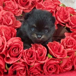 Pomeranian puppies for sale, Pomeranian puppies for sale near me, Pomeranian puppies near me, Pomeranian breeder, Pomeranian breeders near me, Pomeranian puppy for sale, cream Pomeranian puppy  for sale teacup Pomeranian for sale, Impressive Pomeranians 417-300-6532, Impressivepom.com , www.impressivepom.com , www.earsupacres.com,  #impressivepom  #earsupacres @impressivepom @earsupacres