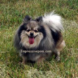 Pomeranian Breeders Pomeranian puppies for sale at Impressive Pomeranians www.impressivepom.com