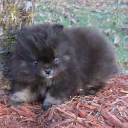 Pomeranian Breeders Pomeranian puppies for sale